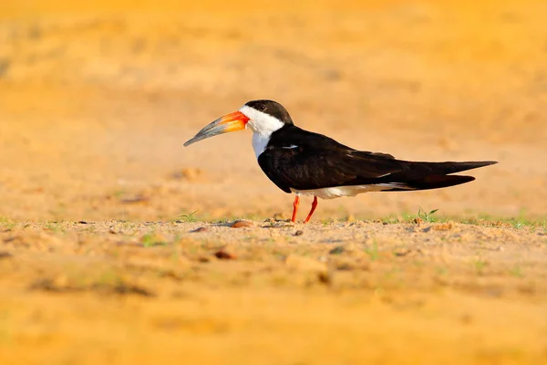 Black Skimmer Rynchops Niger River Sand Beach Rio Negro Pantanal — Stock Photo, Image