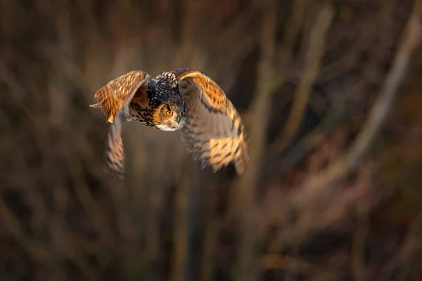 Орлиная Сова Летит Лесу Летающая Сова Открытыми Крыльями Среде Обитания — стоковое фото