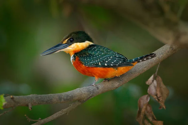 Zielony Rufous Kingfisher Chloroceryle Inda Zielony Pomarańczowy Ptak Siedzący Gałęzi — Zdjęcie stockowe