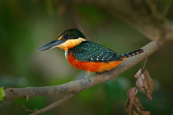 Green Rufous Kingfisher Chloroceryle Inda Green Orange Bird Sitting Tree — Stock Photo, Image