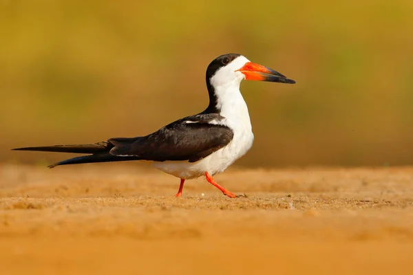 クロハサミアジサシ パンタナール ブラジル ネグロ川の砂ビーチでの Rynchops ニジェール 自然海の生息地で鳥 スキマーはオープンの翼で水を飲む 野生の自然から野生動物のシーン — ストック写真