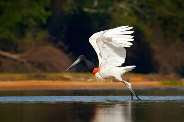 Vuelo Cigüeña Jabiru Jabiru Jabiru Mycteria Pájaro Blanco Negro Agua —  Fotos de Stock