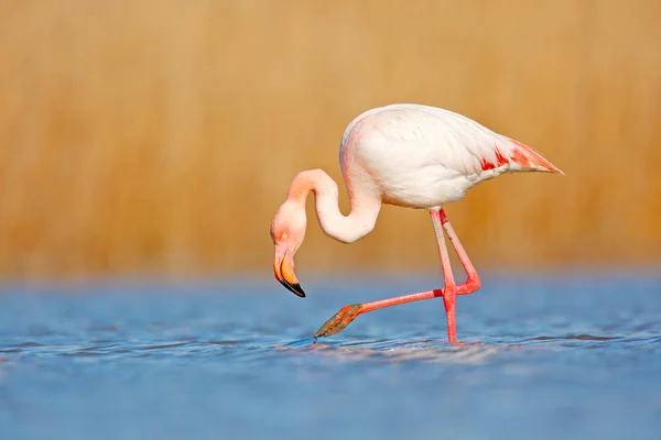 Divoká Francie Plameňák Phoenicopterus Ruber Krásný Růžový Velký Pták Tmavě — Stock fotografie