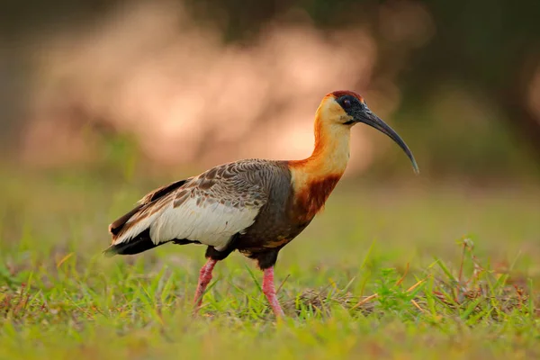 Buschhalsibis Theristicus Caudatus Exotischer Vogel Natürlichen Lebensraum Vogel Gras Sitzend — Stockfoto
