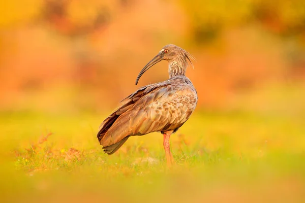 Plumbeous이 Theristicus Caerulescens 지에서 이국적인 Pantanal 브라질 빛으로 잔디에 — 스톡 사진