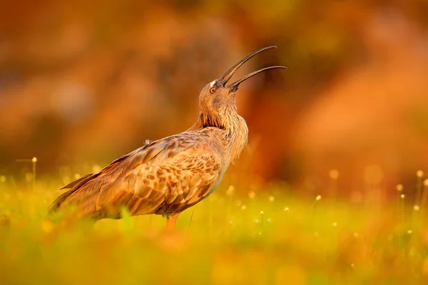 Plumbeous이 Theristicus Caerulescens 지에서 이국적인 Pantanal 브라질 빛으로 잔디에 — 스톡 사진