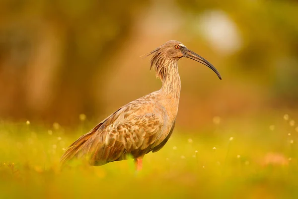 Plumbeous Ibis Theristicus Caerulescens Pássaro Exótico Habitat Natureza Pássaro Sentado — Fotografia de Stock