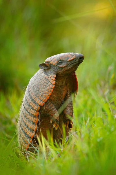 줄무늬 노란색 Euphractus Sexcinctus Pantanal 브라질 자연에서 장면입니다 초상화 잔디에 — 스톡 사진