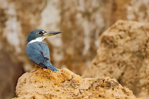 Ringmärkta Kingfisher Megaceryle Torquata Blått Och Orange Fågel Sitter Grenen — Stockfoto