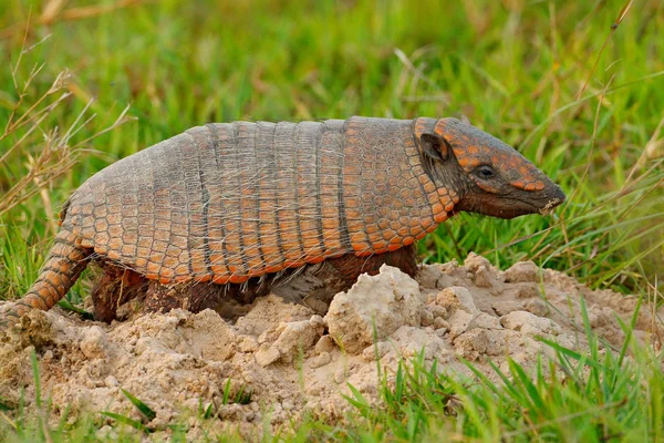 Grappige Portret Van Armadillo Gezicht Portret Verborgen Het Gras Wildlife — Stockfoto