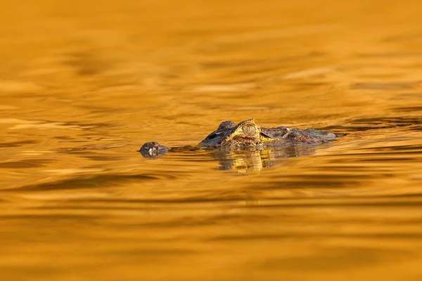 Κροκόδειλος Ηλιοβασίλεμα Yacare Caiman Χρυσό Κροκοδείλου Στην Επιφάνεια Του Νερού — Φωτογραφία Αρχείου