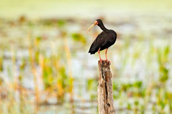 Ibis Nagie Twarzy Phimosus Infuscatus Ptaków Egzotycznych Siedlisku Natura Ptak — Zdjęcie stockowe