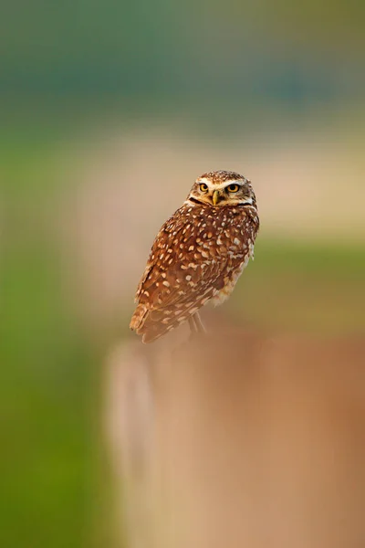 Burrowing Owl Athene Cunicularia Night Bird Beautiful Evening Sun Animal — Fotografia de Stock