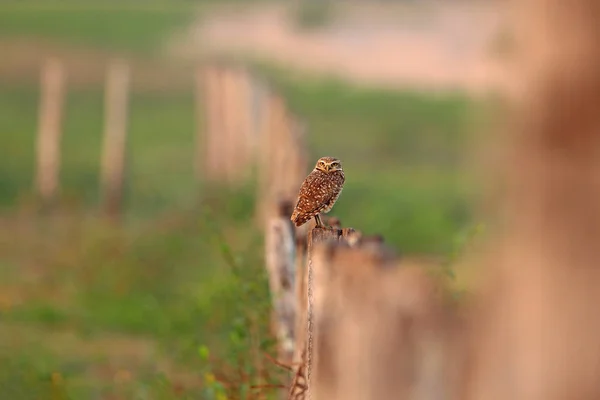 Burrowing Owl Athene Cunicularia Night Bird Beautiful Evening Sun Animal — Stock Photo, Image