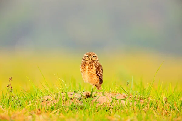 Burrowing Owl Athene Cunicularia Night Bird Beautiful Evening Sun Animal — Fotografia de Stock
