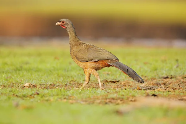 Chaco Chachalaca Ortalis Canicollis Uccello Dal Becco Aperto Che Cammina — Foto Stock