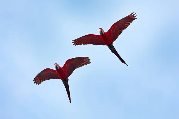 Guacamayo Rojo Verde Ara Chloroptera Hábitat Del Bosque Verde Oscuro — Foto de Stock