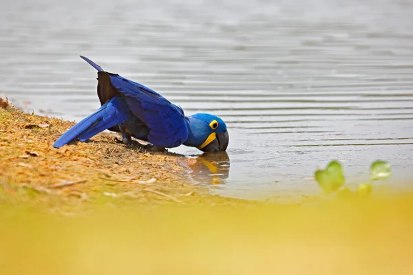 风信子金刚鹦鹉 Anodorhynchus Hyacinthinus 蓝鹦鹉 肖像大蓝鹦鹉 潘塔纳尔 美丽稀有的鸟在自然栖息地 野生动物巴西 野生金刚鹦鹉 — 图库照片