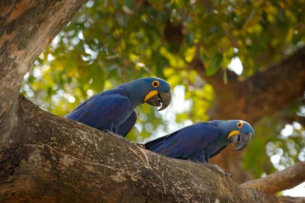 Hyacinth Macaw Anodorhynchus Hyacinthinus Papagaio Azul Retrato Papagaio Azul Grande — Fotografia de Stock