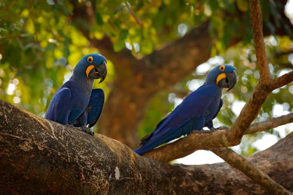 Guacamayo Jacinto Anodorhynchus Hyacinthinus Loro Azul Retrato Gran Loro Azul — Foto de Stock