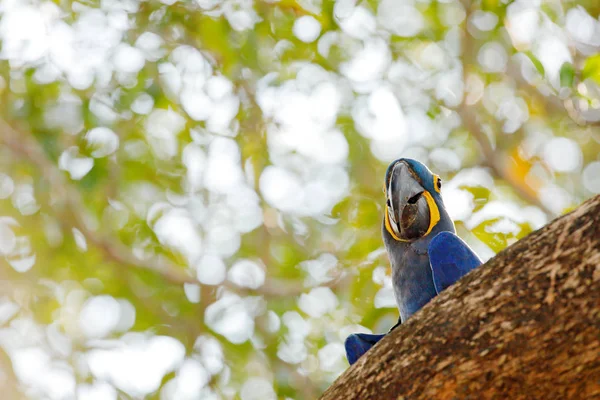 Hyazinthen Ara Anodorhynchus Hyacinthinus Blaupapagei Porträt Großer Blauer Papagei Pantanal — Stockfoto