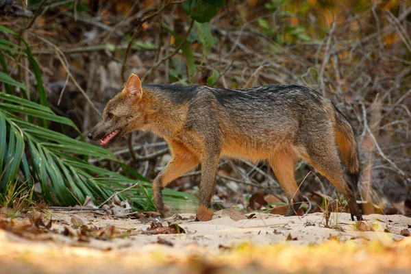 Krabbenfressender Fuchs Cerdocyon Thous Waldfuchs Holzfuchs Oder Maikong Wildhund Natürlichen — Stockfoto