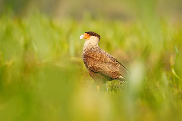 Southern Caracara Walking Grass Pantanal Brazil Portrait Birds Prey Caracara — Stock Photo, Image