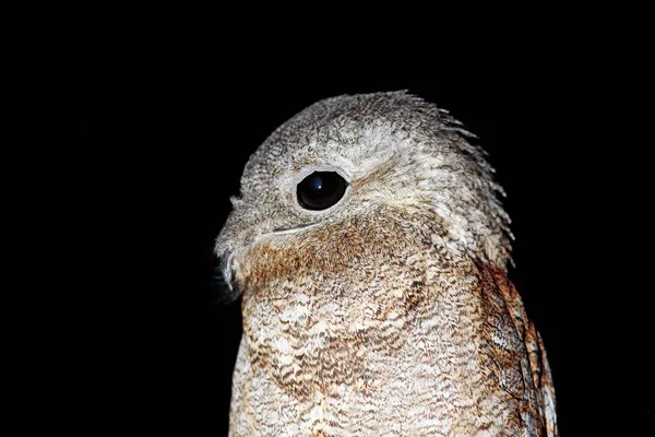一般的なタチヨタカ科 Nyctibius ミセス属 木の枝 夜のアクション シーン 暗い自然生息地 ブラジルのパンタナールでの動物の上に座って熱帯の夜行性の鳥 夜雀の詳細肖像画 — ストック写真