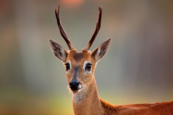 Ciervo Pampa Ozotoceros Bezoarticus Sentado Hierba Verde Pantanal Brasil Escena — Foto de Stock