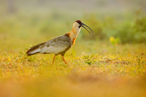 Buff Rondbodemkolf Ibis Theristicus Caudatus Exotische Vogels Natuur Habitat Vogel — Stockfoto