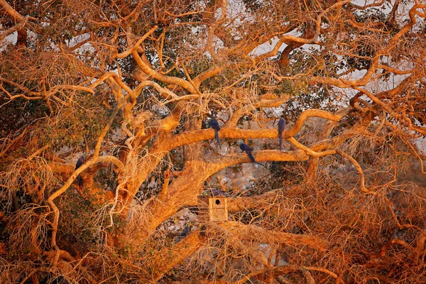 スミレコンゴウインコ Anodorhynchus Hyacinthinus 青いオウム営巣木ボックス パンタナール ブラジル 南アメリカ 自然の生息地で美しい希少な鳥 野生動物ブラジル 野生の自然のコンゴウインコ — ストック写真