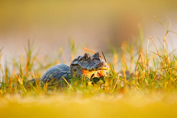 Cainma Κρυμμένο Στο Χόρτο Πορτρέτο Του Yacare Caiman Εγκαταστάσεις Νερού — Φωτογραφία Αρχείου