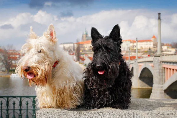Scottish terrier, Black and white wheaten dog, pair of beautiful dogs  sitting on bridge, Prague castle in the  background. Travelling with dogs, Czech republic, Europe. Cute animals on the trip.