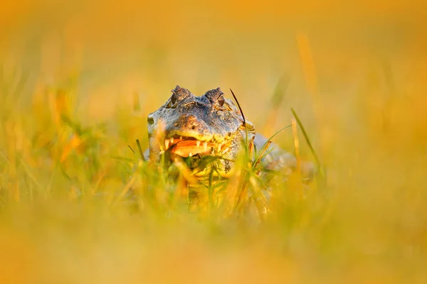 Кайман Прячется Траве Портрет Якаре Каймана Водных Растениях Крокодил Открытой — стоковое фото