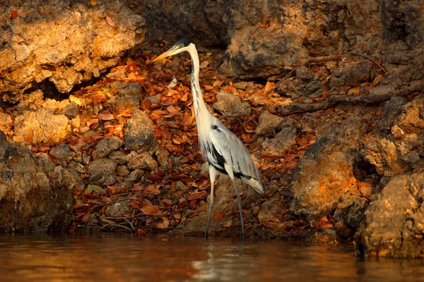 Cocoi Balıkçıl Ardea Cocoi Akşam Güneşi Pantanal Brezilya Ile Kuş — Stok fotoğraf