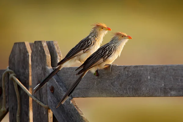 Cocoi Ερωδιός Ardea Cocoi Πουλί Απογευματινό Ήλιο Pantanal Βραζιλία Πουλί — Φωτογραφία Αρχείου