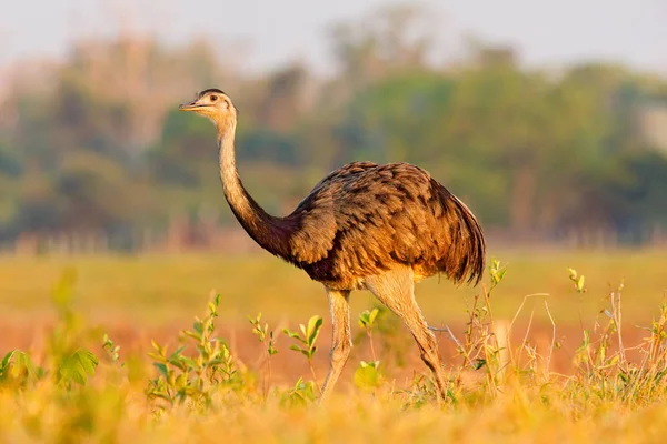 Große Rhea Rhea Americana Großer Vogel Mit Flauschigen Federn Tier — Stockfoto