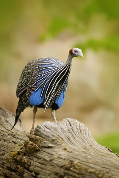 Vulturine ホロホロ鳥 Acryllium Vulturinum アフリカの自然の生息地の鳥 ツリー トランク 緑の植生に青い鳥グレー — ストック写真