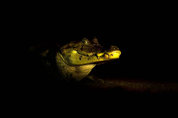 熱帯川森の夜 青い水 カノ黒人 コスタリカの Yacare カイマンの肖像画 青い水の中のワニ 湖の水で危険な動物 自然から野生動物のシーン — ストック写真