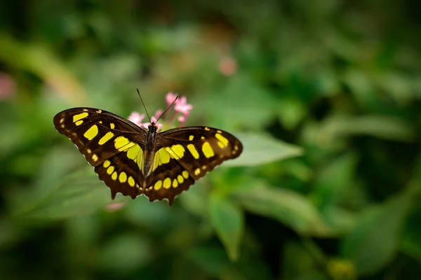 Papillon Dans Forêt Verte Bel Insecte Assis Permission Papillon Américain — Photo