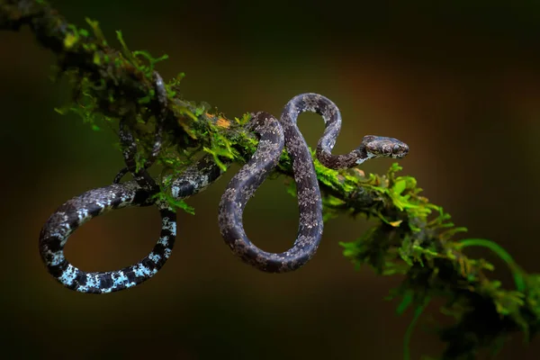 曇りカタツムリ吸盤 Sibon Nebulatus 緑の苔を湯通しします 非毒蛇自然の生息地で 南アメリカから有毒な動物 自然の中の黄色の青蛇 コスタリカの野生生物 — ストック写真