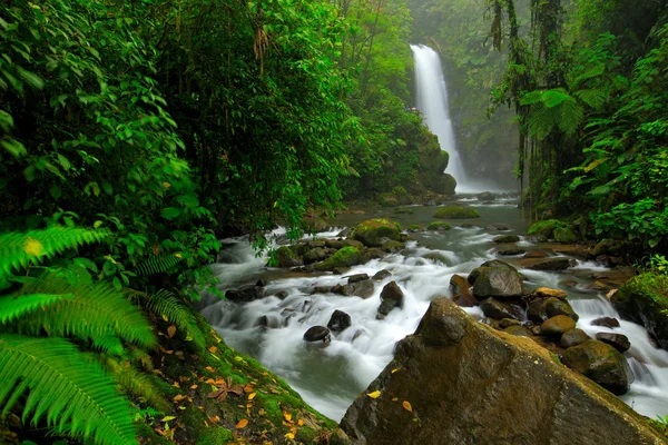 Paz Waterfall Gardens Green Tropical Forest Central Valley Costa Rica — Stock Photo, Image