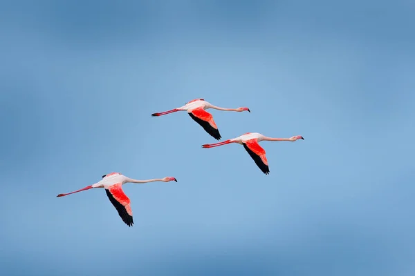 Flying Nice Pink Big Bird Greater Flamingo Phoenicopterus Ruber Clear — Stock Photo, Image