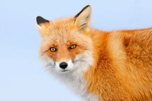 Red Fox Biały Śnieg Mroźna Zima Pomarańczowy Futra Lisa Łowiectwo — Zdjęcie stockowe