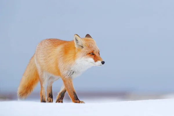 白い雪に赤い狐 オレンジ毛皮フォックスと冬は寒い 雪に覆われた牧草地で 日本の狩猟動物です 動物自然の美しいオレンジ色のコート 野生動物のヨーロッパ 素敵なフォックスの詳細クローズ アップ肖像画 — ストック写真