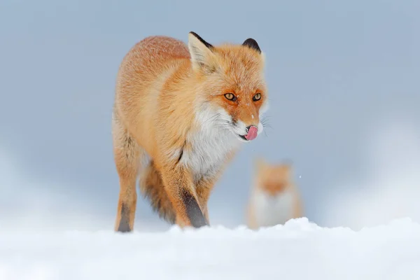 野生動物のヨーロッパ 詳細素敵なフォックスのクローズ アップの肖像画 白い雪に赤い狐 オレンジ毛皮フォックスと冬は寒い 雪に覆われた牧草地で ドイツ狩猟動物です 美しいオレンジ色のコート動物自然 — ストック写真