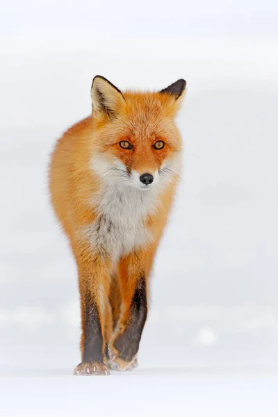 Red fox in white snow. Cold winter with orange fur fox. Hunting animal in the snowy meadow, Japan. Beautiful orange coat animal nature. Wildlife Europe. Detail close-up portrait of nice fox.