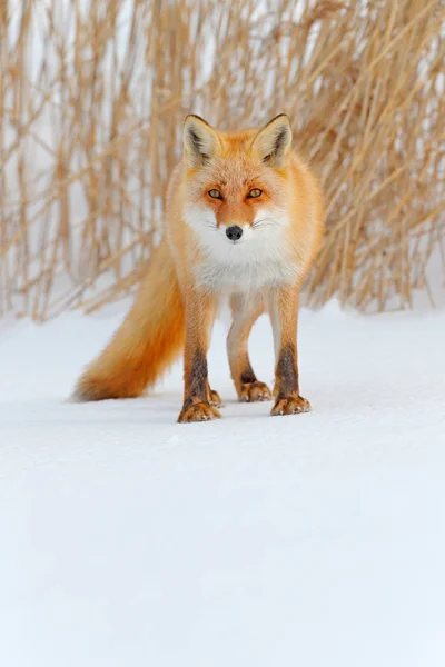 白い雪に赤い狐 オレンジ毛皮フォックスと冬は寒い 雪に覆われた牧草地で 日本の狩猟動物です 動物自然の美しいオレンジ色のコート 野生動物のヨーロッパ 素敵なフォックスの詳細クローズ アップ肖像画 — ストック写真