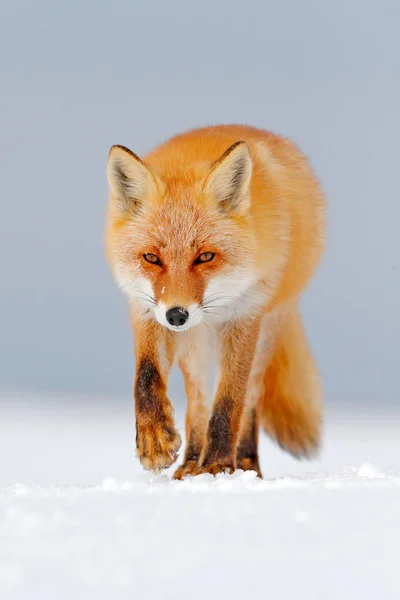 Raposa Vermelha Neve Branca Inverno Frio Com Raposa Pele Laranja — Fotografia de Stock