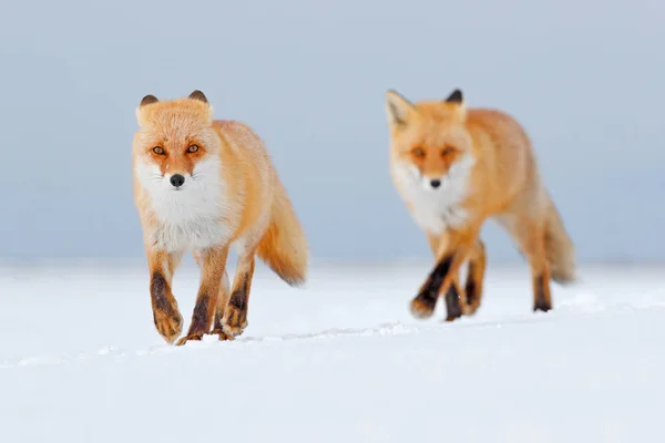 Red Fox Beyaz Karda Soğuk Kış Turuncu Kürk Fox Ile — Stok fotoğraf